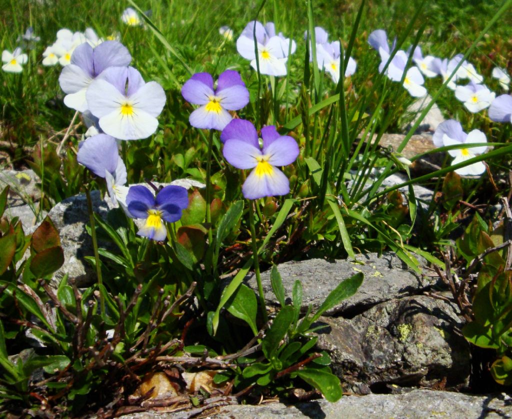 Viola calcarata